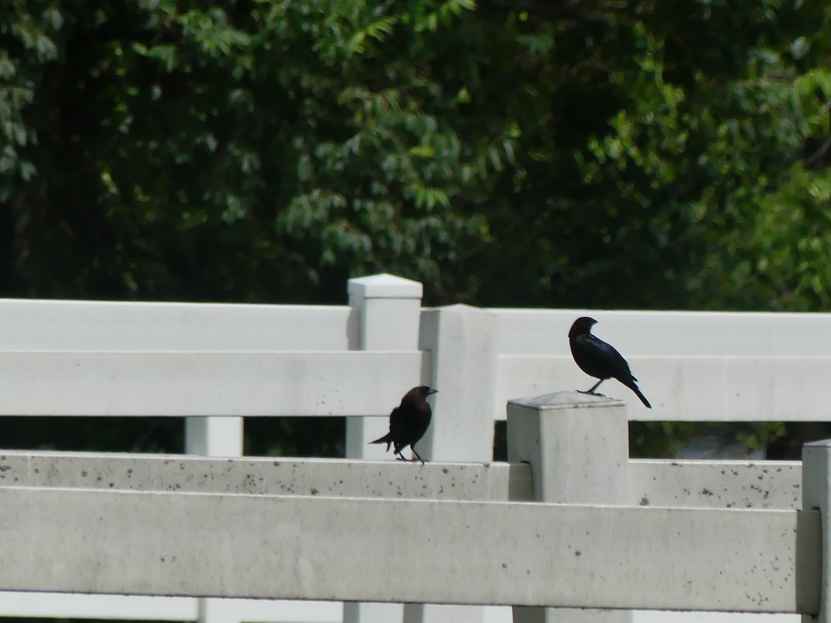 Brown-headed Cowbird - ML619941110