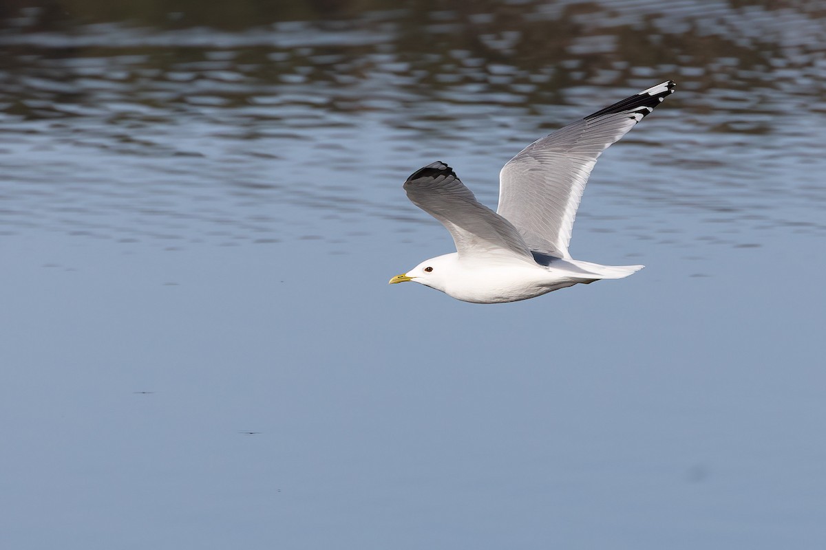 Common Gull - ML619941125