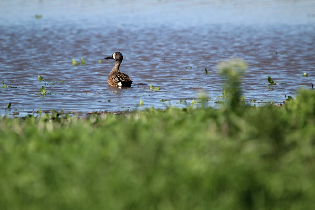 Blue-winged Teal - ML619941126