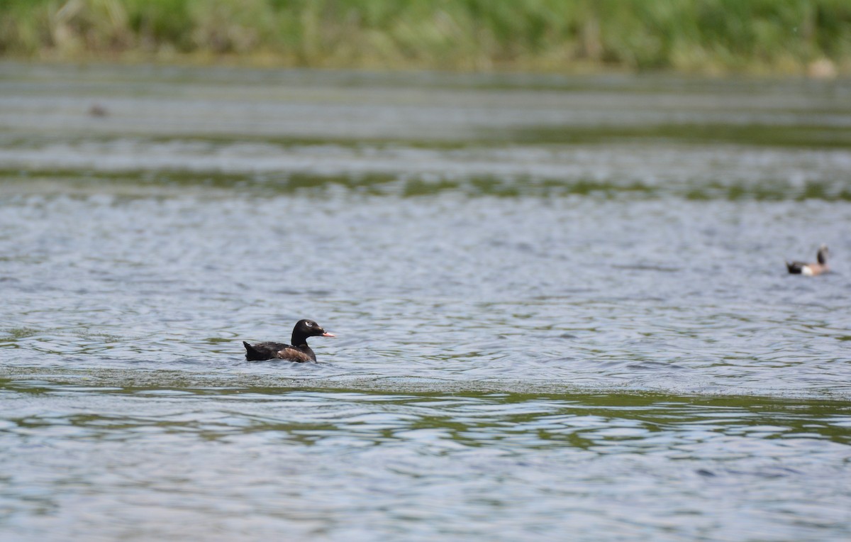 White-winged Scoter - ML619941132