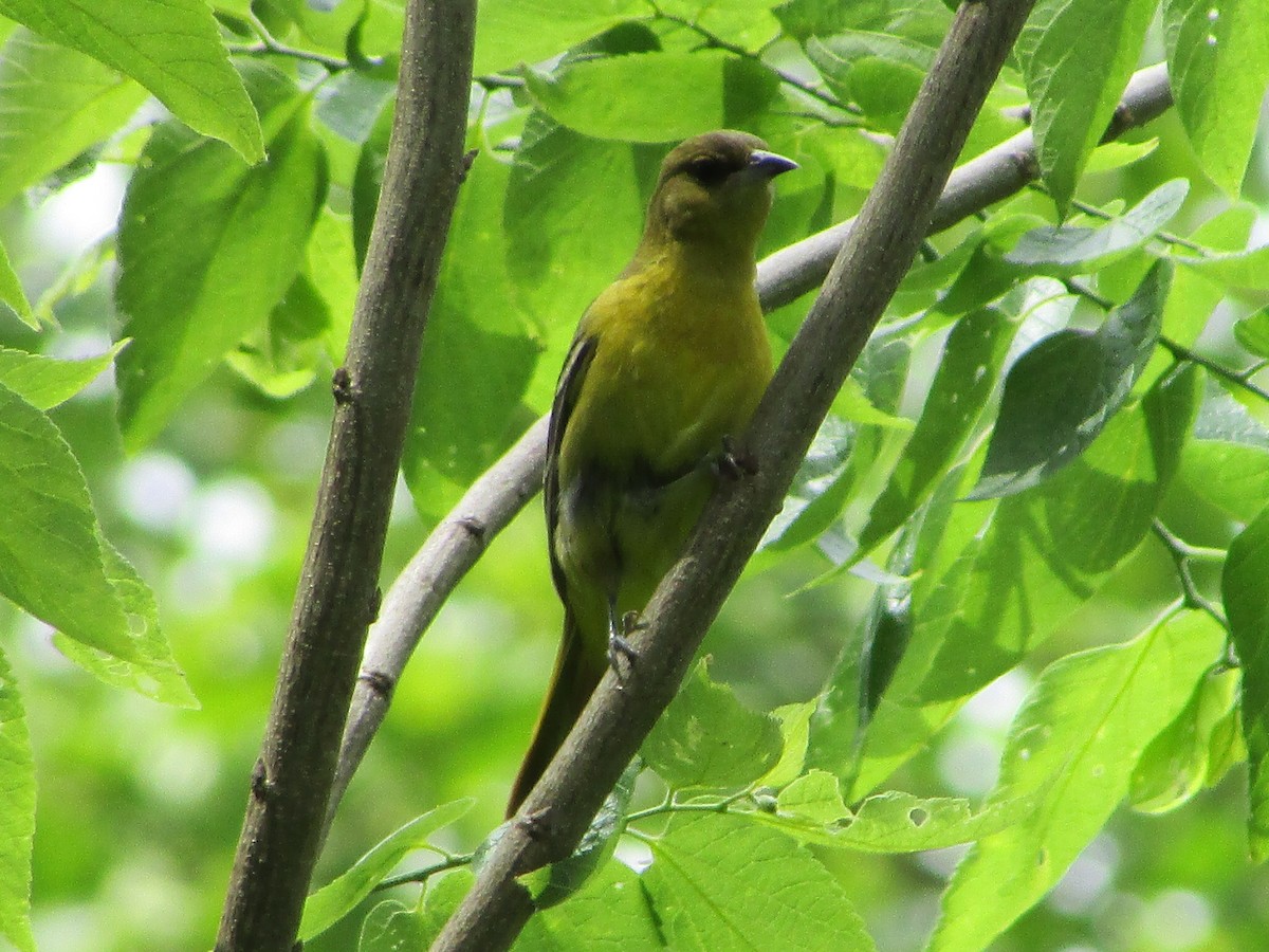 Orchard Oriole - ML619941133