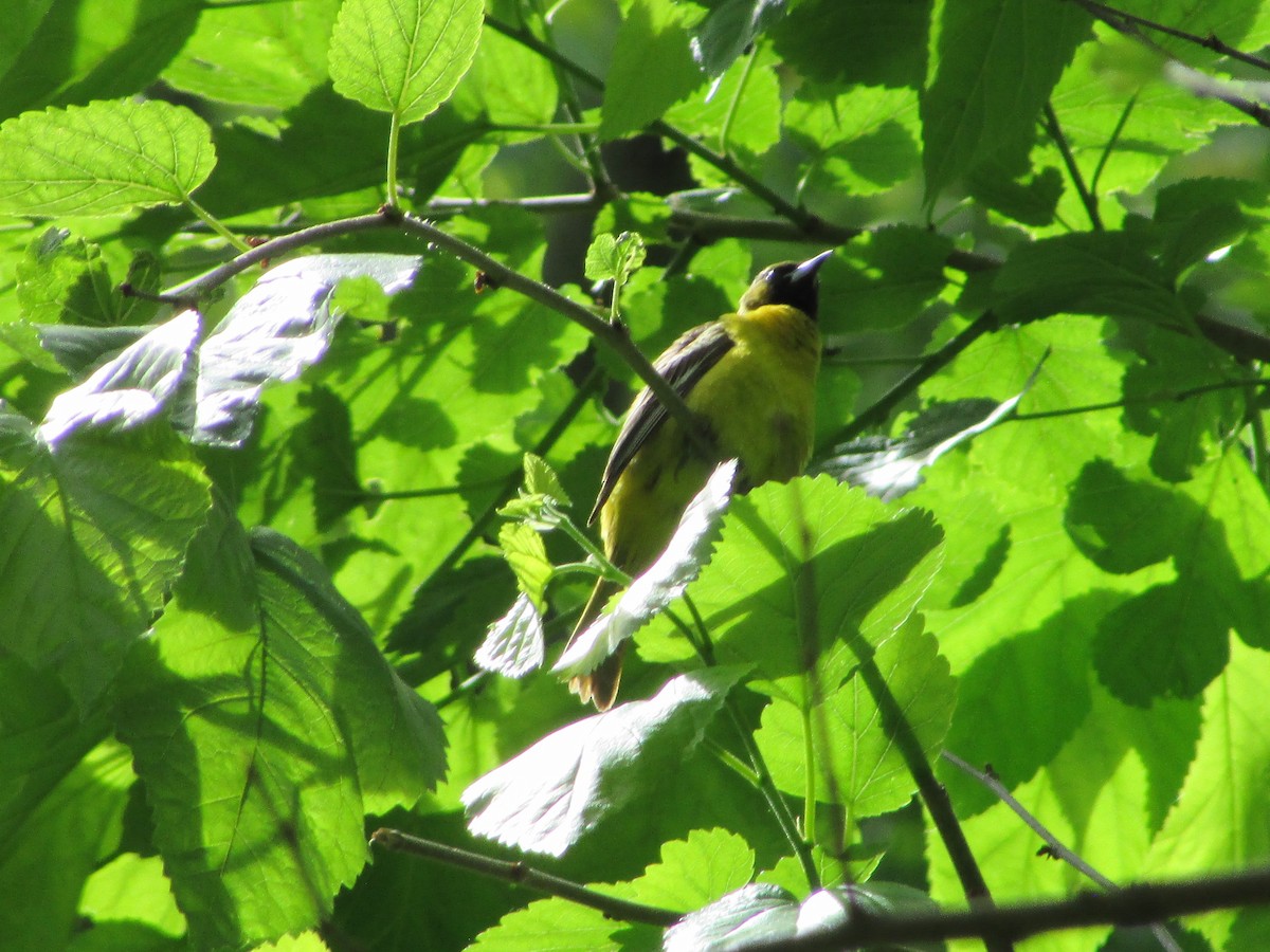 Orchard Oriole - ML619941134