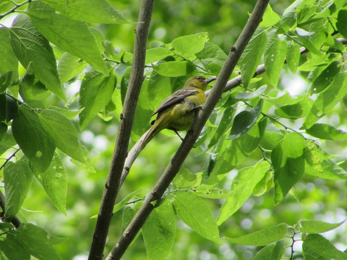 Orchard Oriole - ML619941135