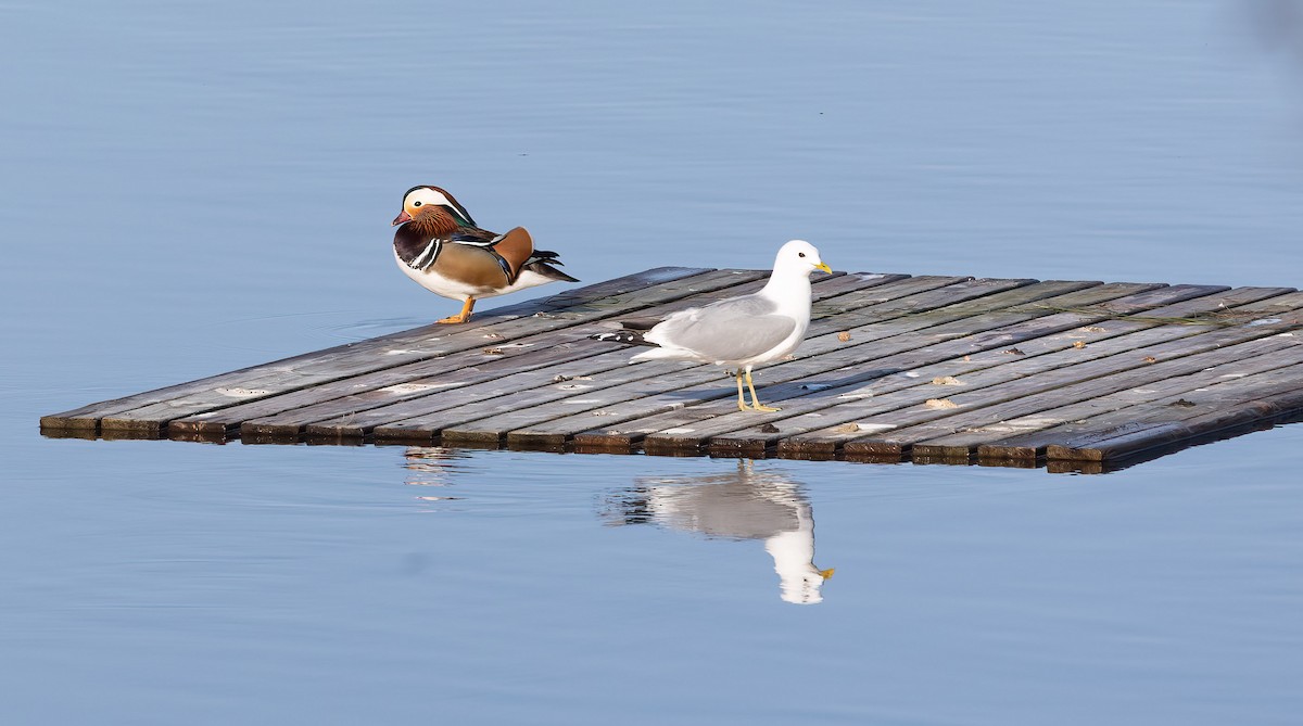 Common Gull - ML619941139