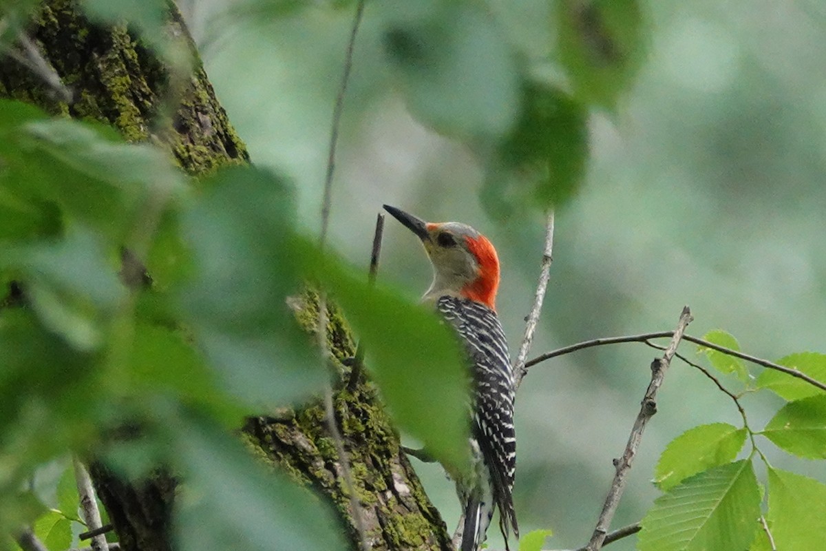 Red-bellied Woodpecker - ML619941140