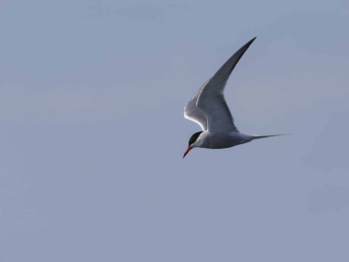Common Tern - ML619941142