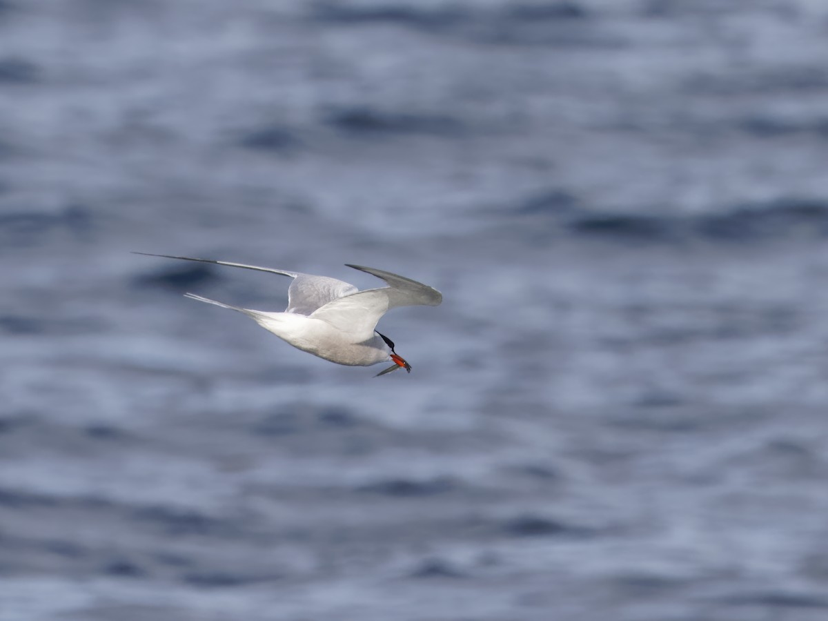 Common Tern - ML619941148