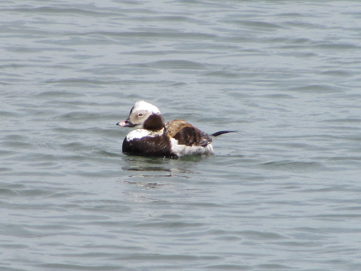 Long-tailed Duck - ML619941165