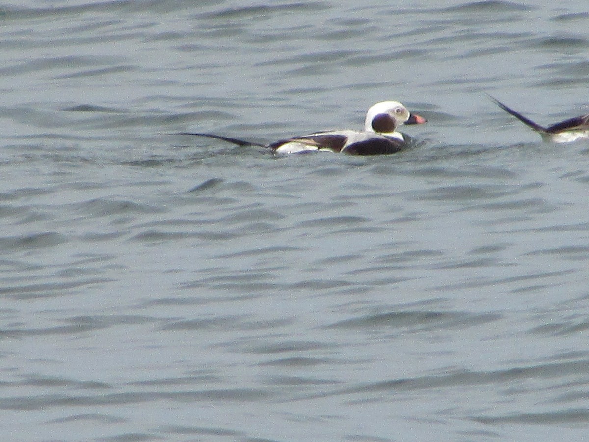 Long-tailed Duck - ML619941166