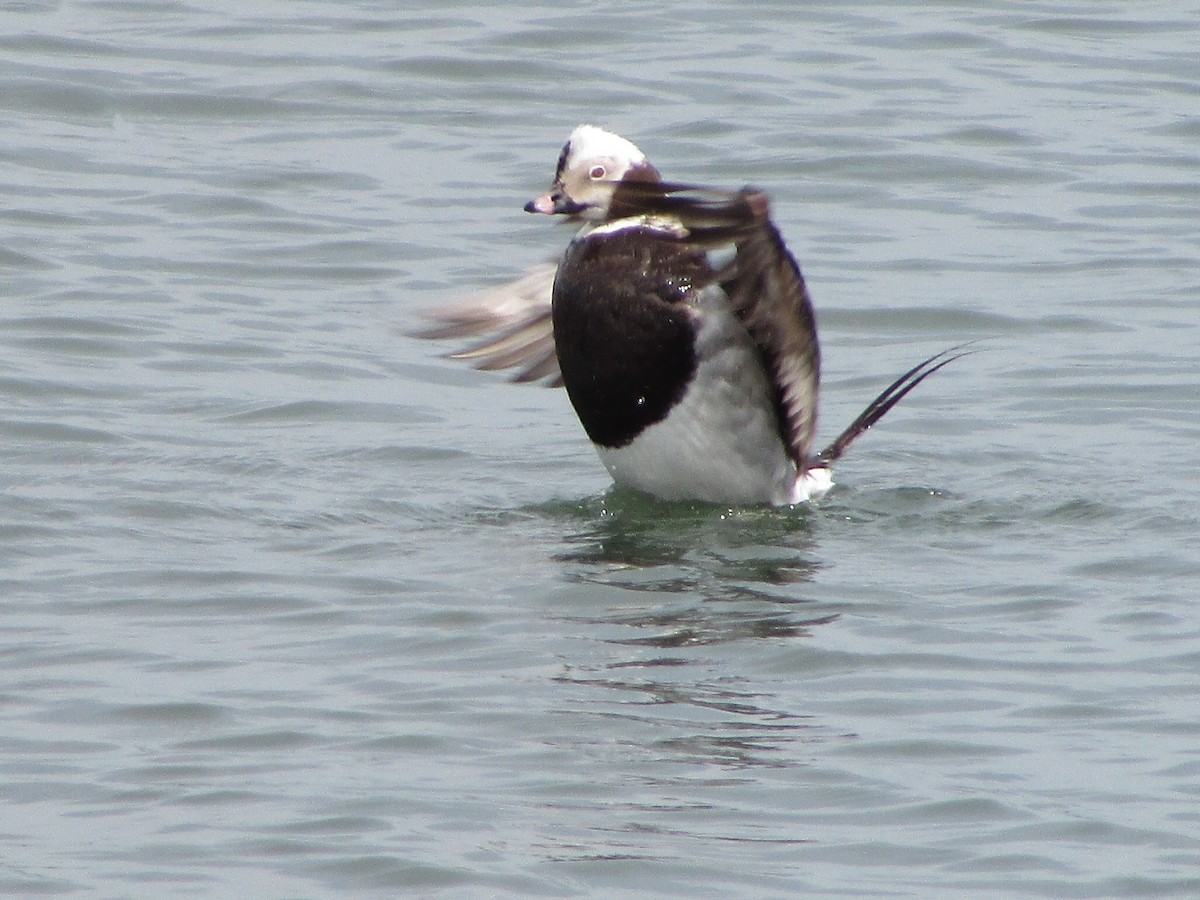 Long-tailed Duck - ML619941167