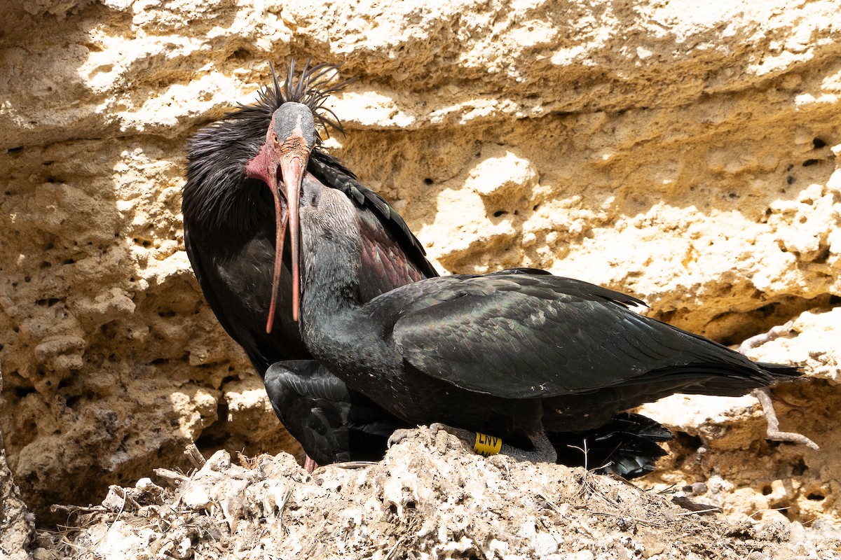 ibis skalní - ML619941189