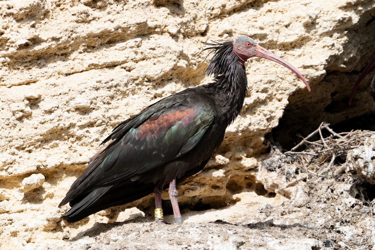 ibis skalní - ML619941190