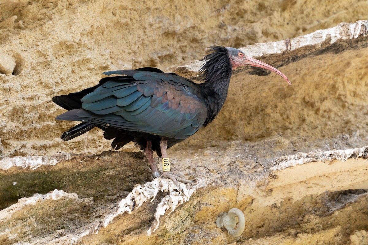 ibis skalní - ML619941193