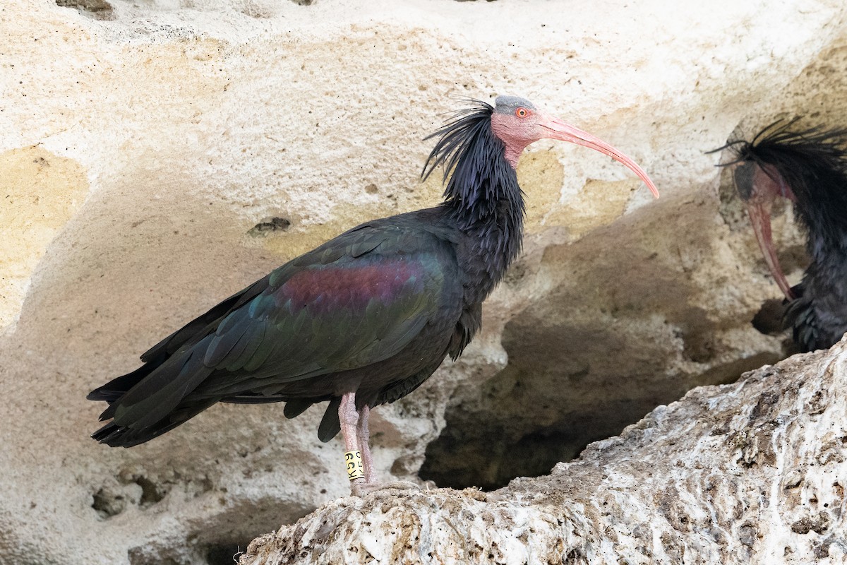 ibis skalní - ML619941194