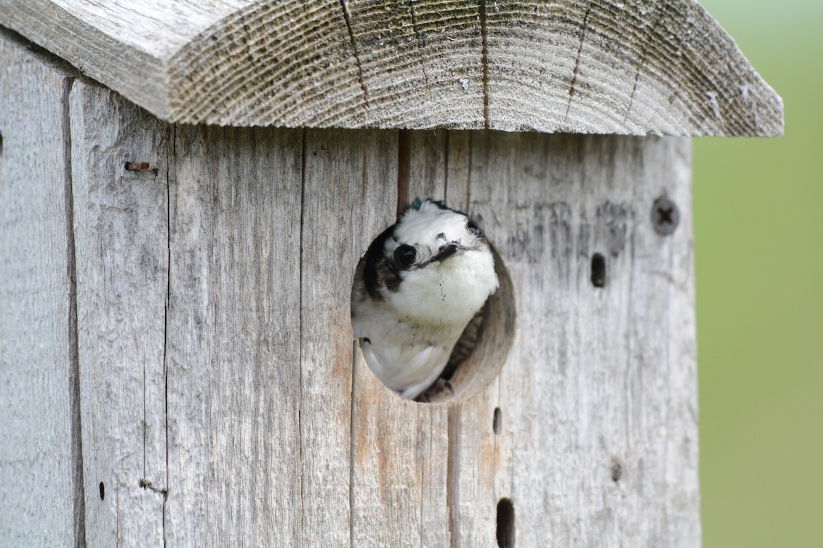 Tree Swallow - ML619941238