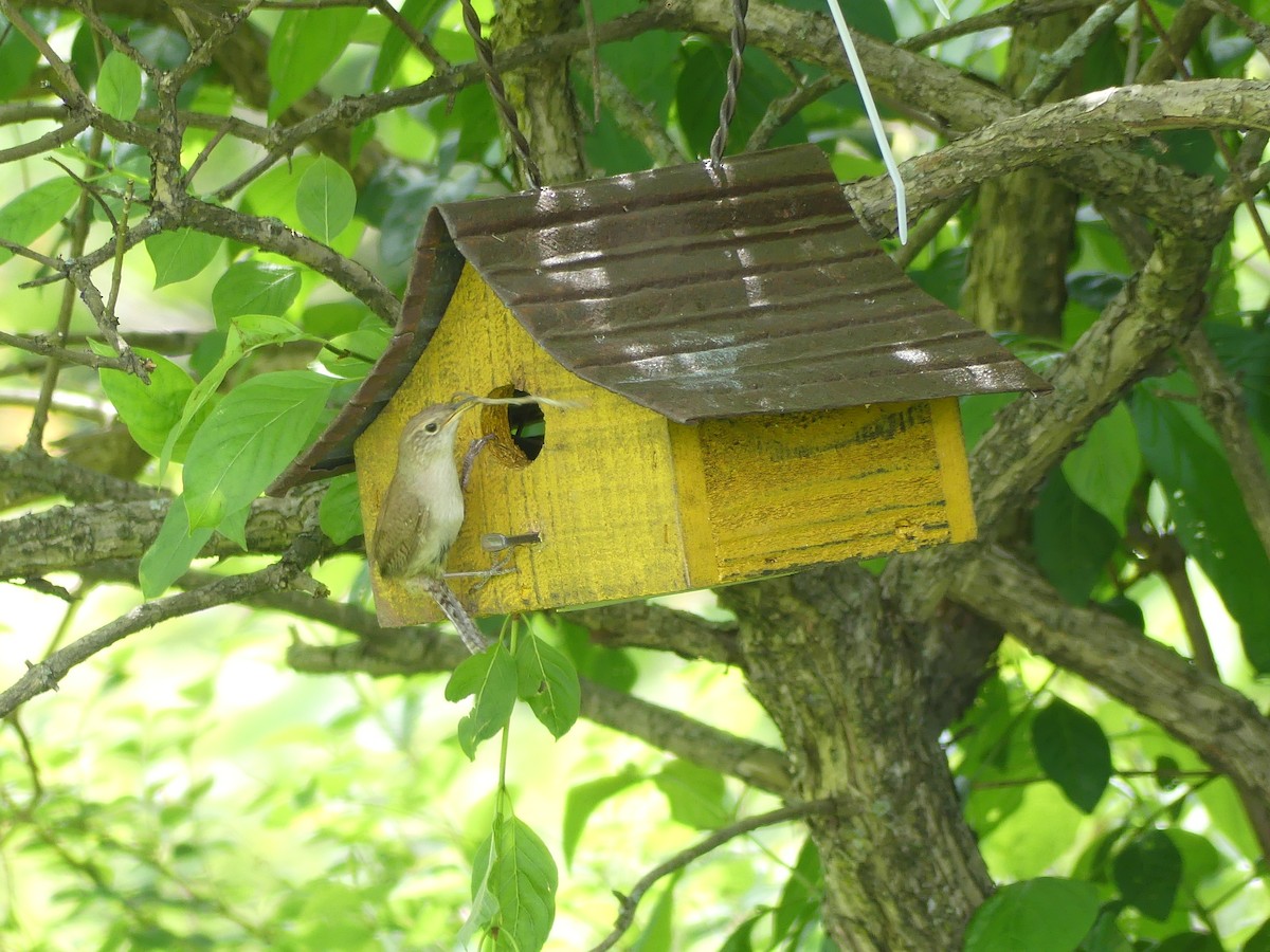 Northern House Wren - ML619941239