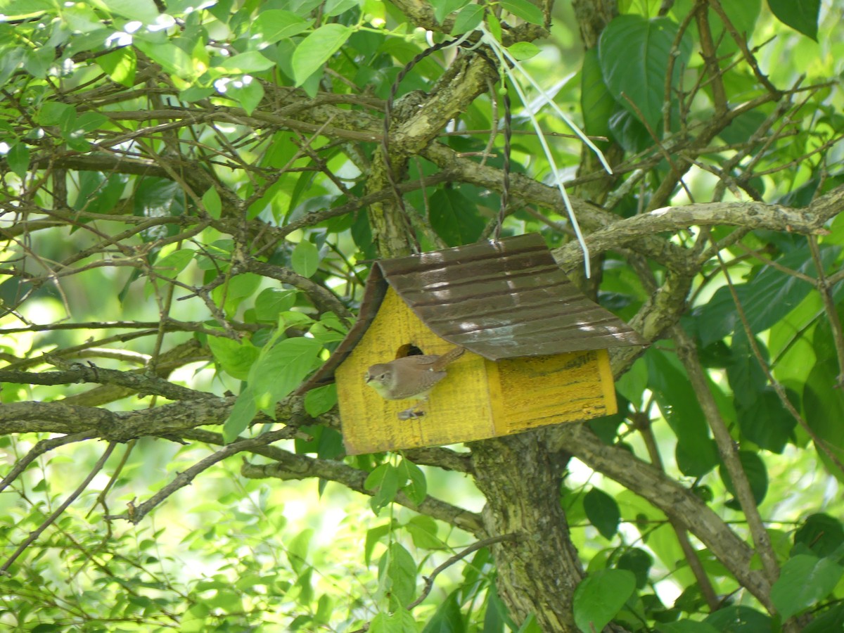 Northern House Wren - ML619941245