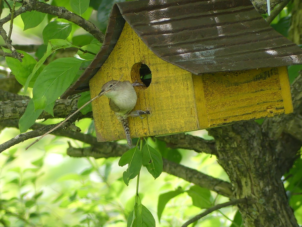 House Wren - ML619941247