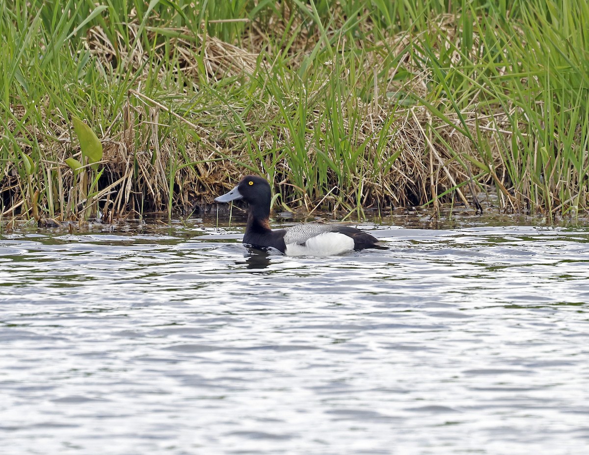 Greater Scaup - ML619941278
