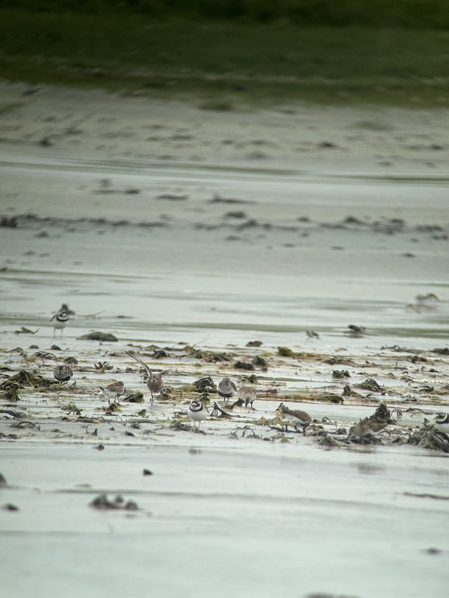 Curlew Sandpiper - ML619941292