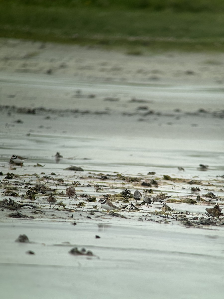 Curlew Sandpiper - ML619941293