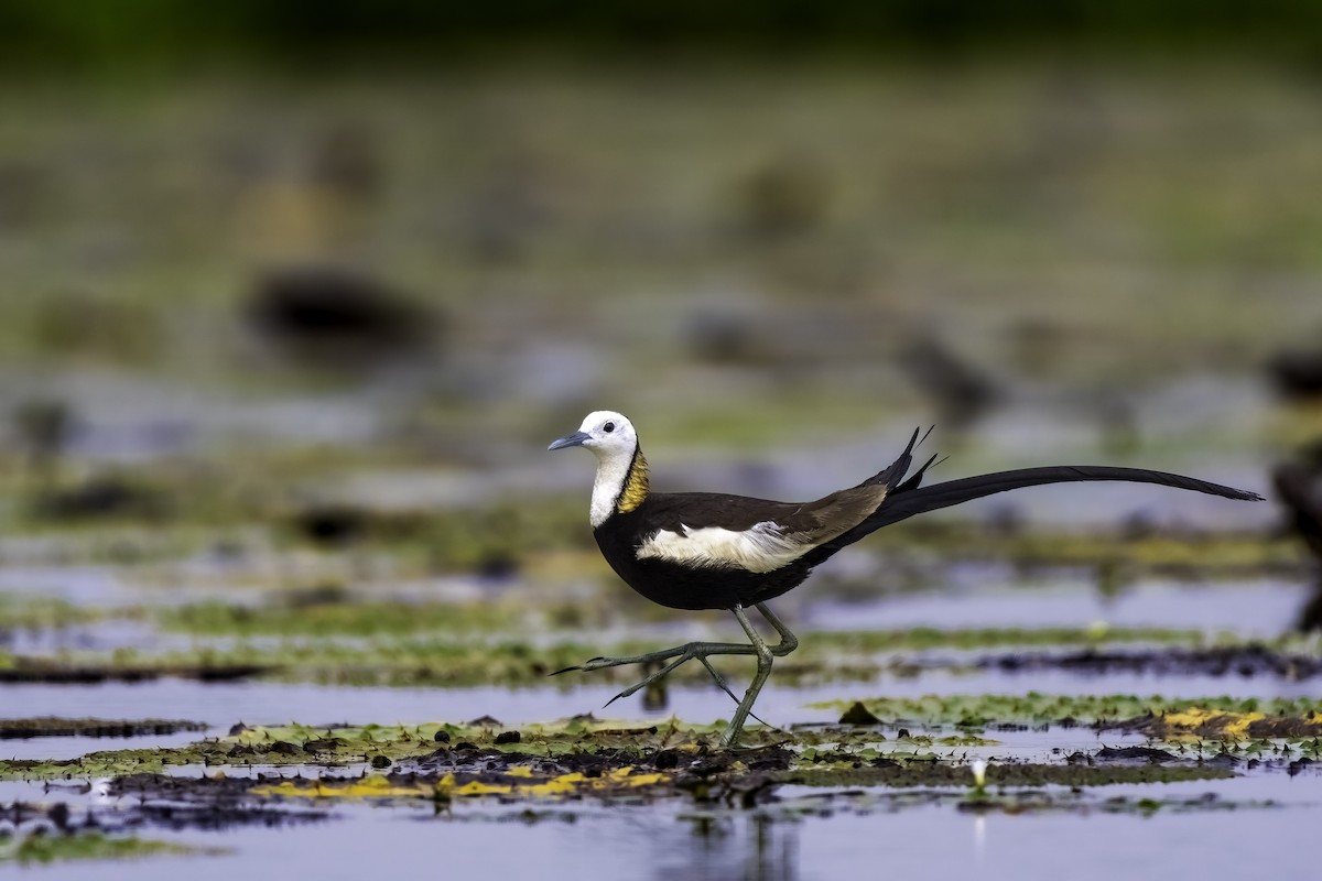 Pheasant-tailed Jacana - ML619941297