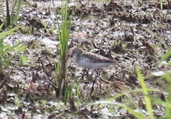 Semipalmated Sandpiper - ML619941323