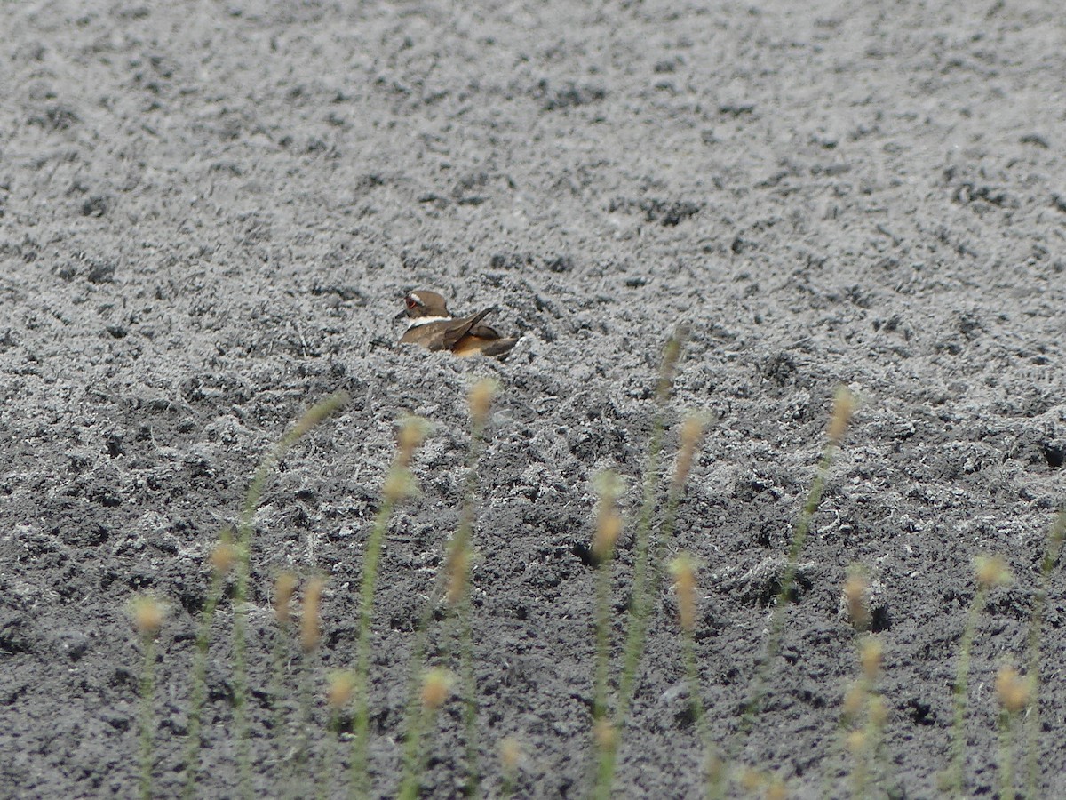 Killdeer - ML619941324