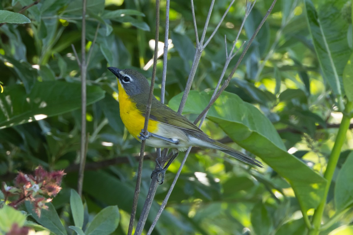 Yellow-breasted Chat - ML619941339