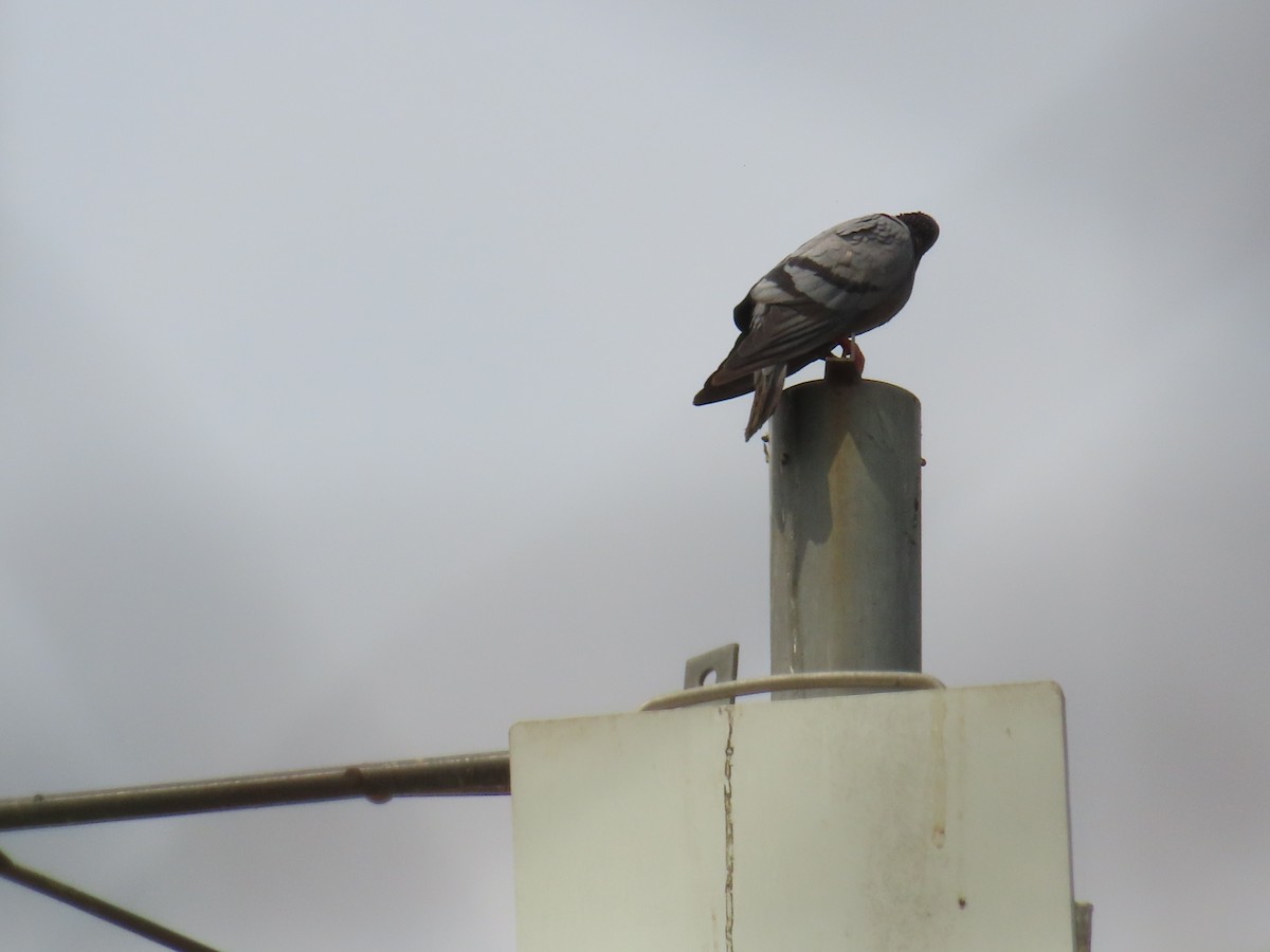 Rock Pigeon (Feral Pigeon) - ML619941340