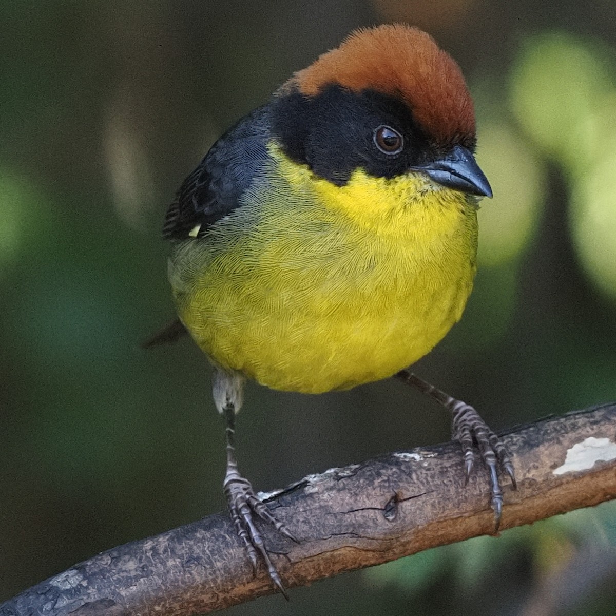 Yellow-breasted Brushfinch - Milton Paul