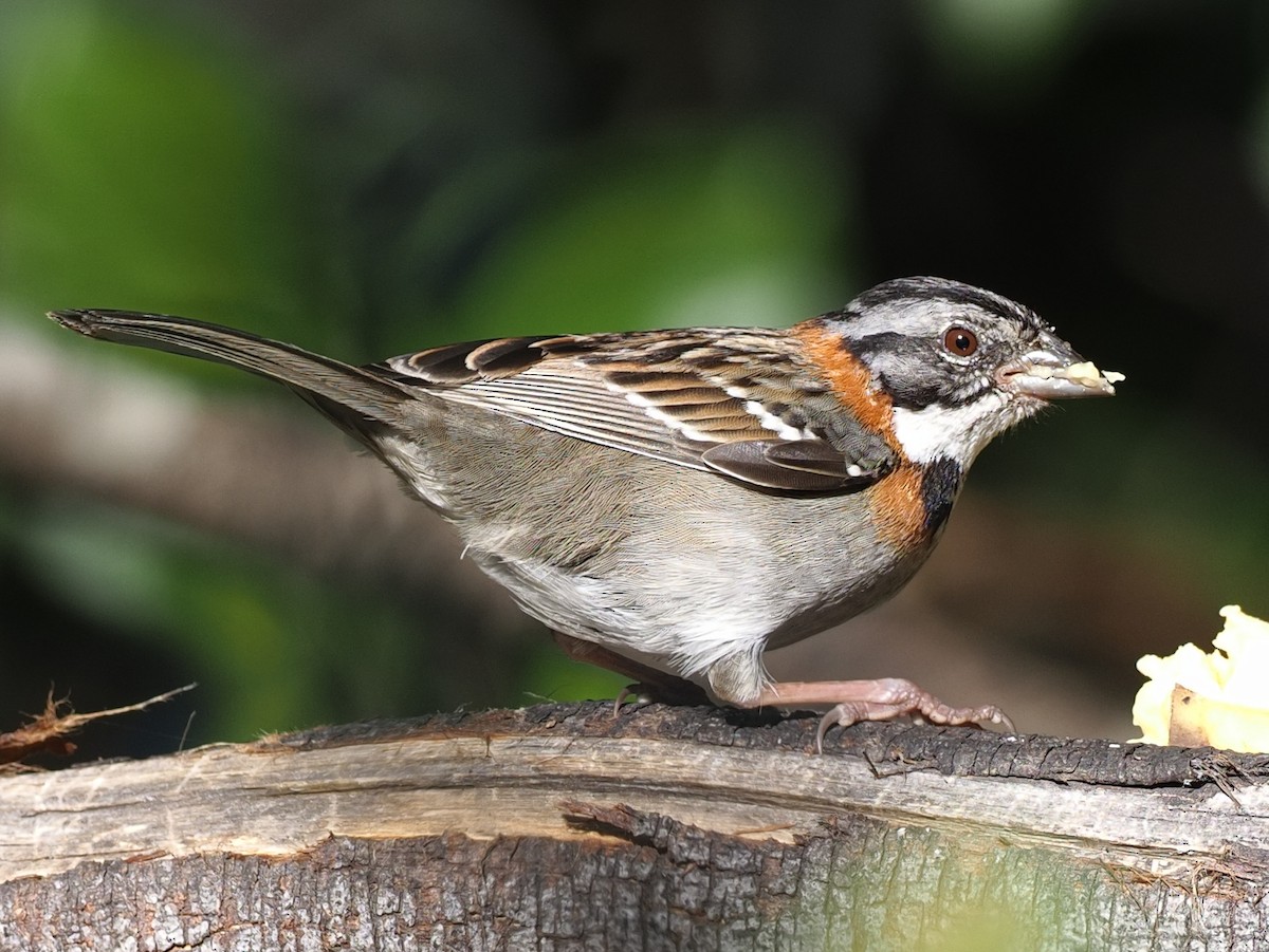 Rufous-collared Sparrow - ML619941349