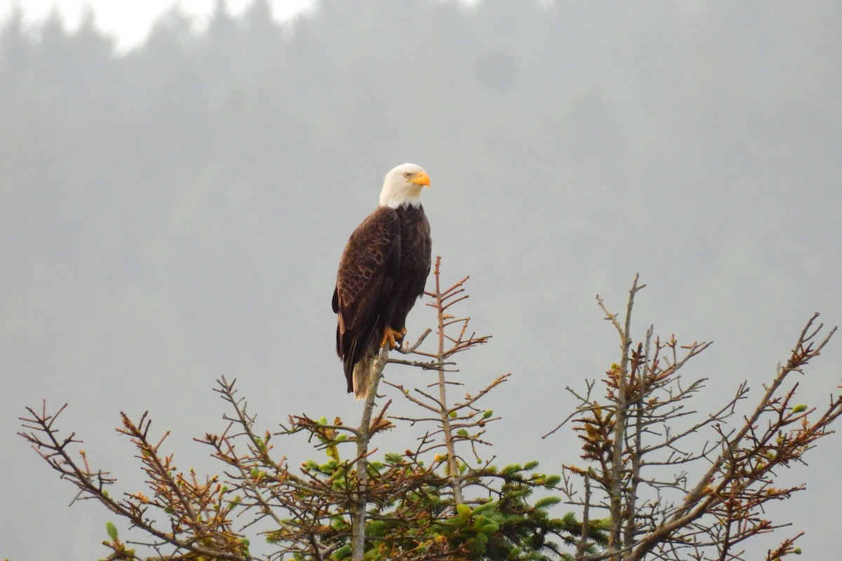 Weißkopf-Seeadler - ML619941351