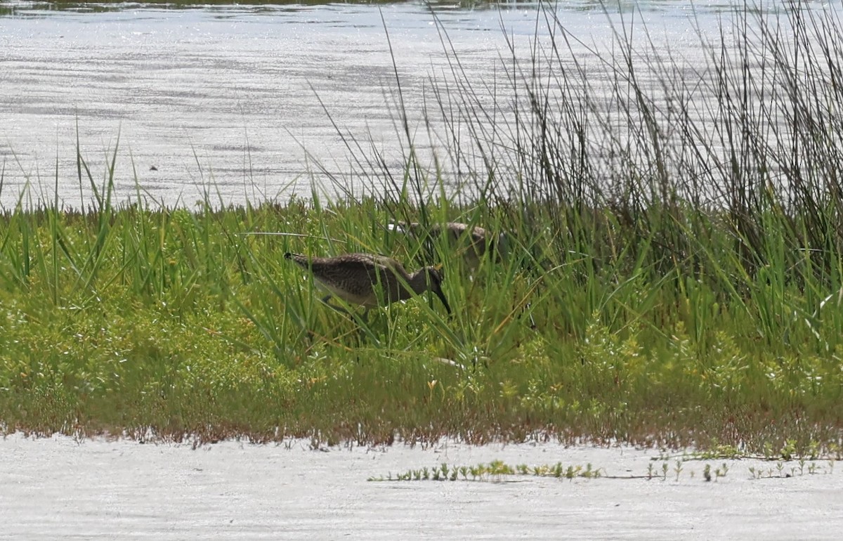 Regenbrachvogel - ML619941353