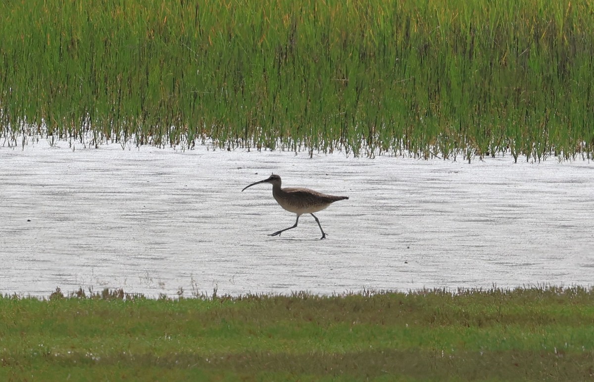 Regenbrachvogel - ML619941354