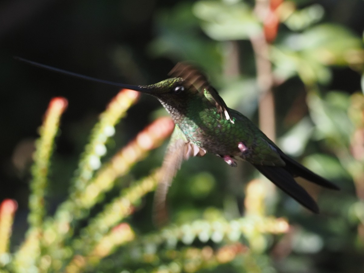 Sword-billed Hummingbird - ML619941362