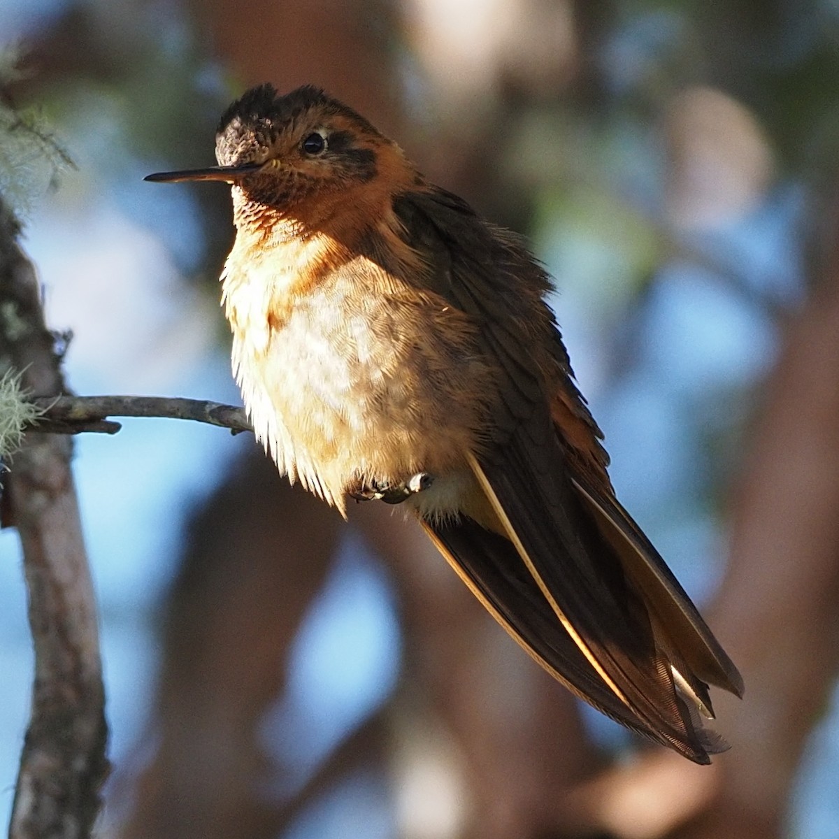 Colibri étincelant - ML619941370