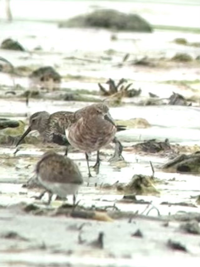 Curlew Sandpiper - Will Misner