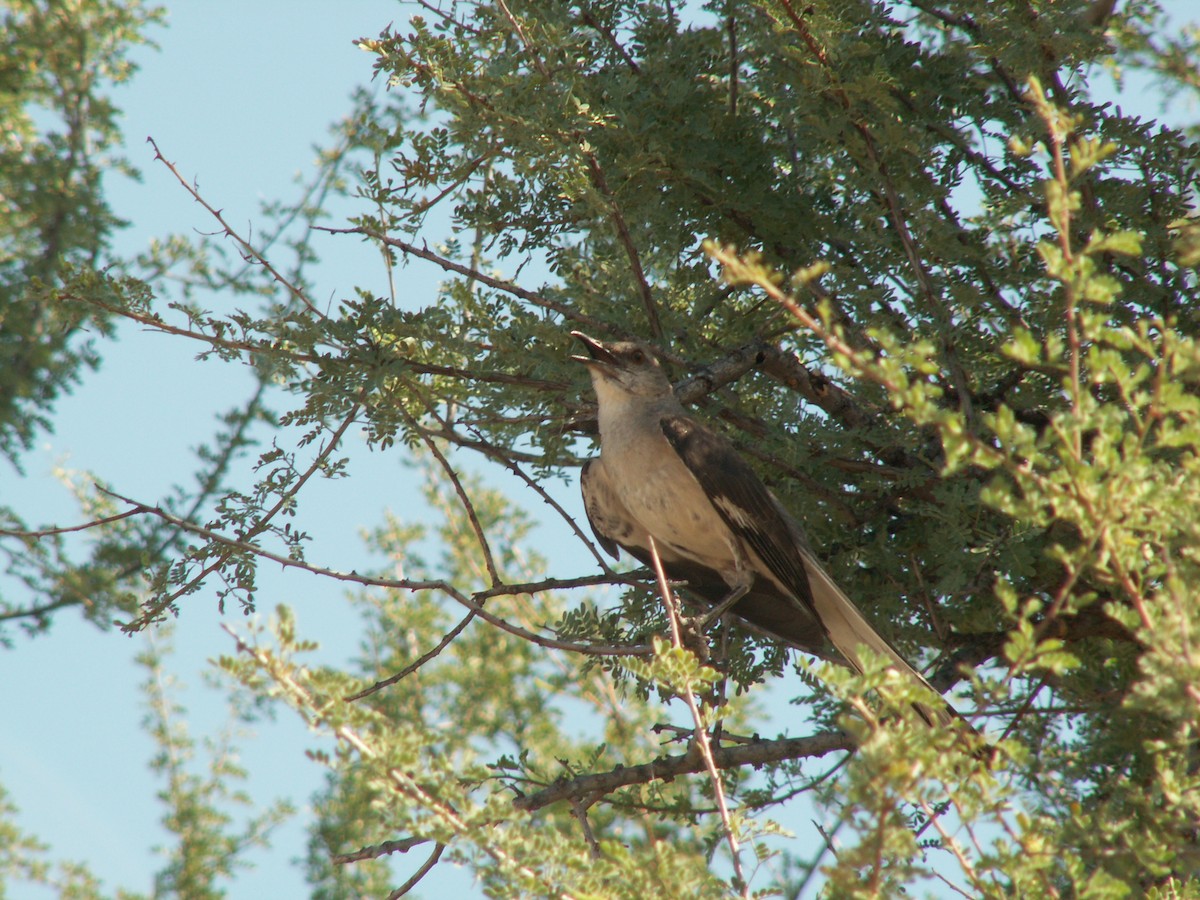 Northern Mockingbird - ML619941385