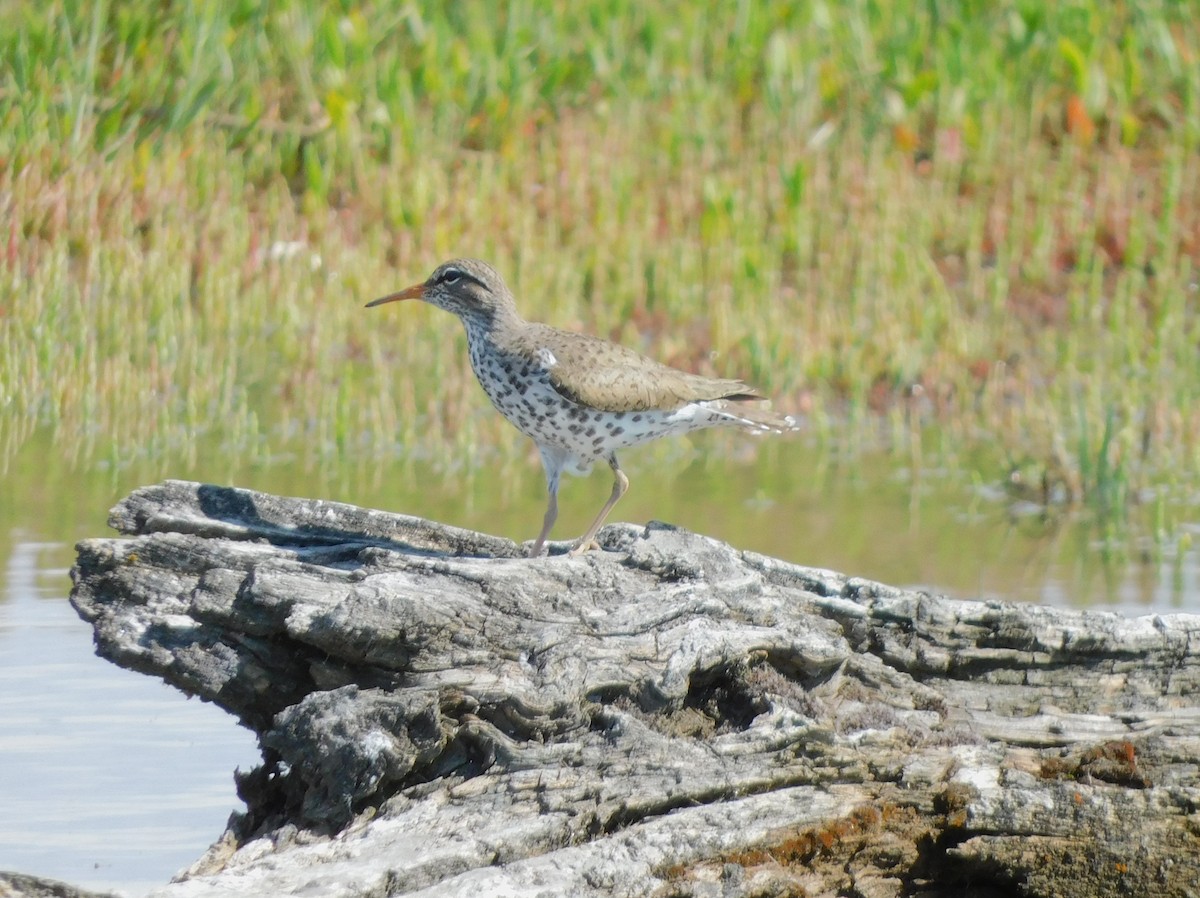 Spotted Sandpiper - Deborah Kurtz