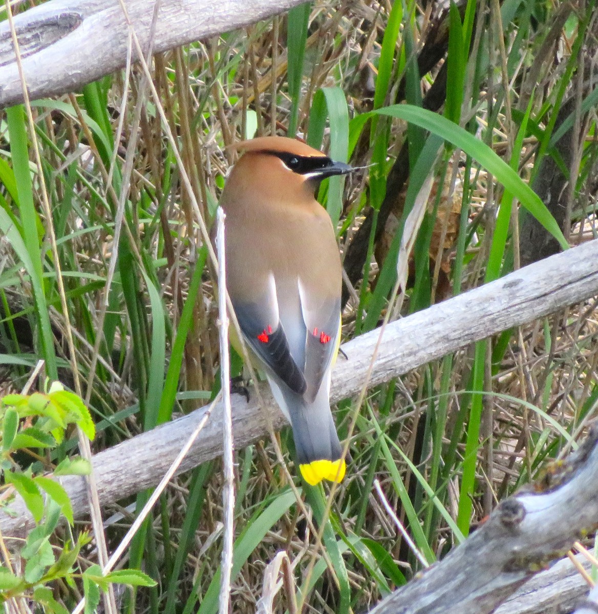 Cedar Waxwing - ML619941416