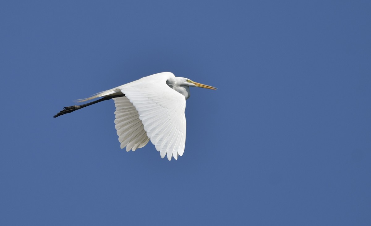 Great Egret - ML619941424