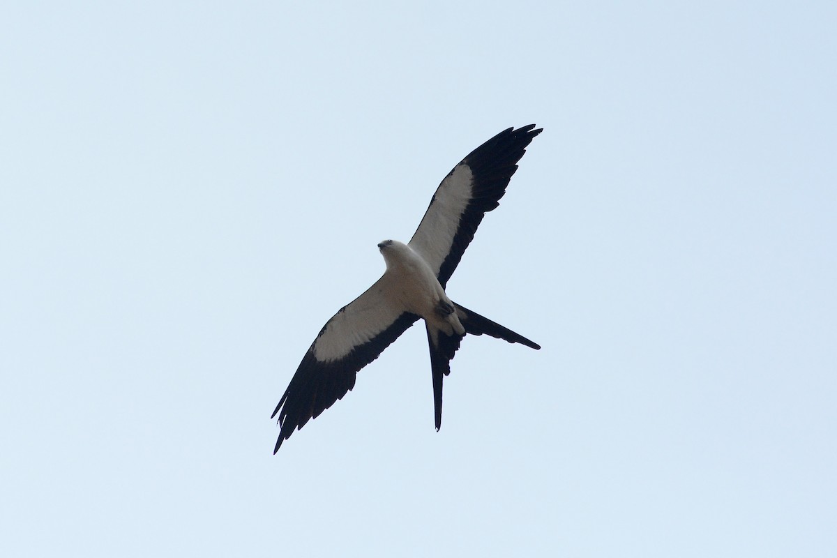 Swallow-tailed Kite - ML619941437