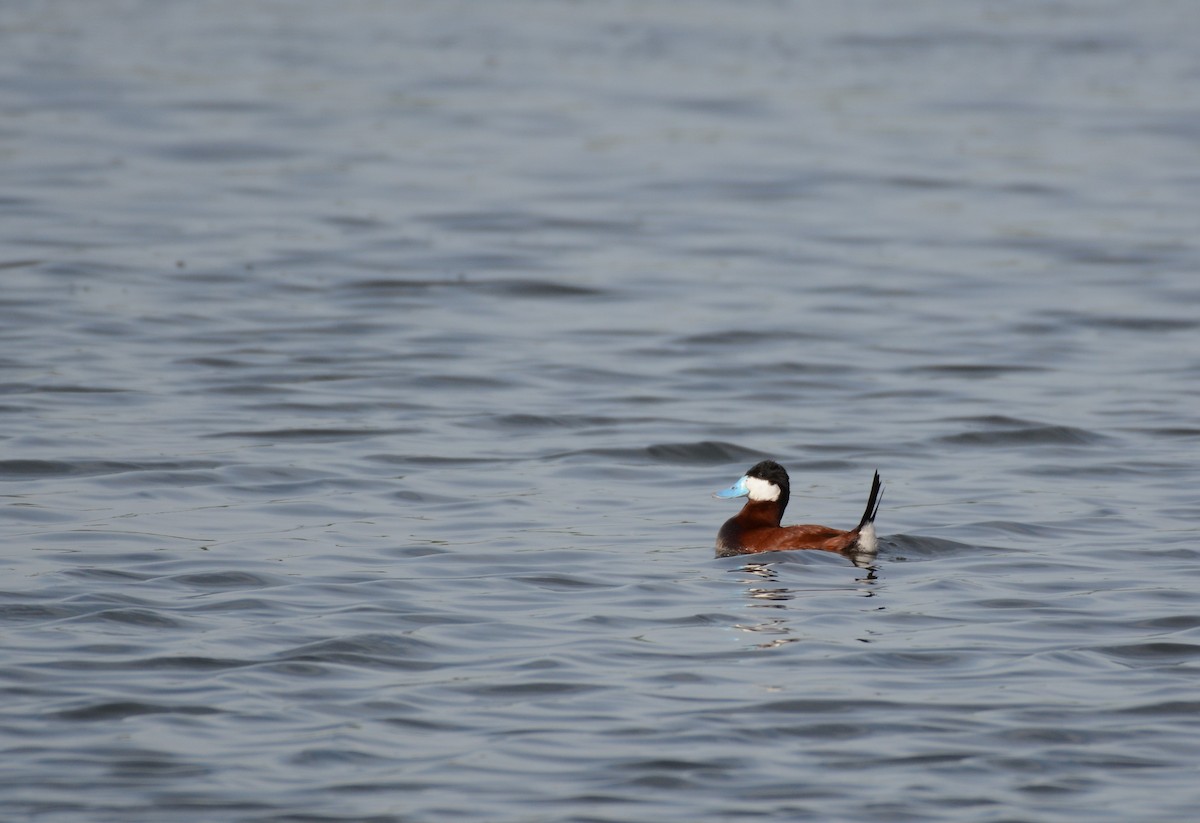 Ruddy Duck - ML619941453