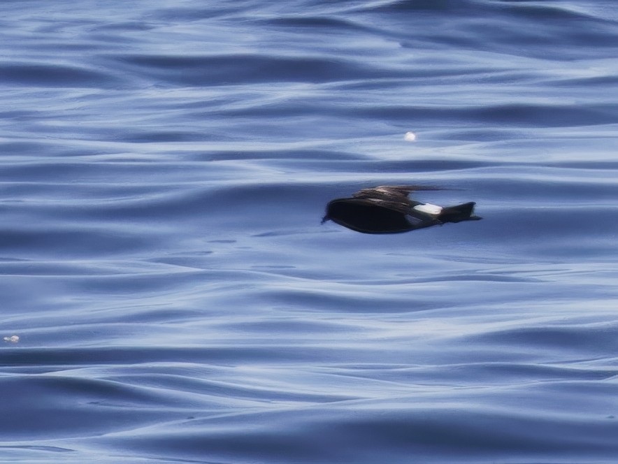 黃蹼洋海燕 - ML619941459