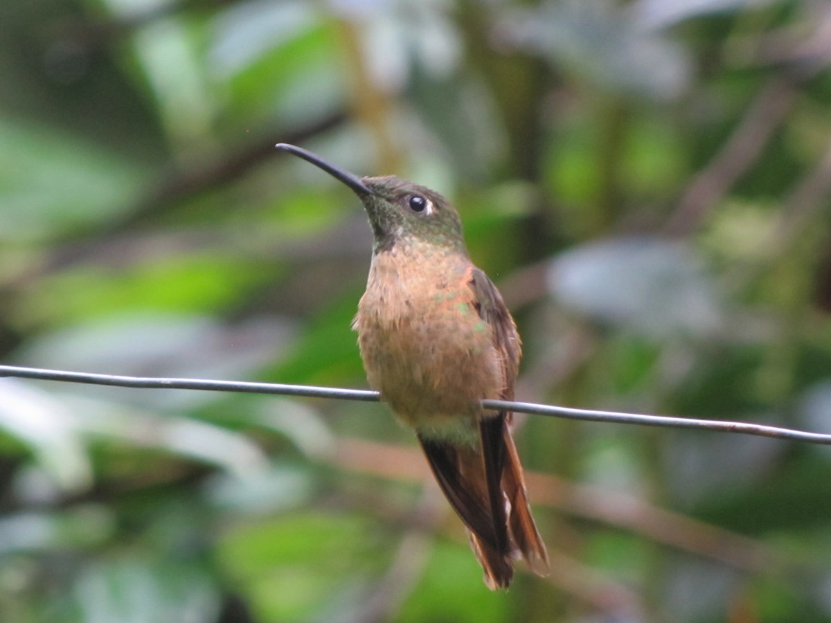 kolibřík hnědobřichý - ML619941462