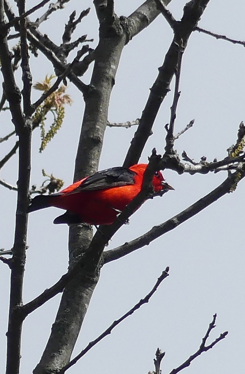 Scarlet Tanager - ML619941465