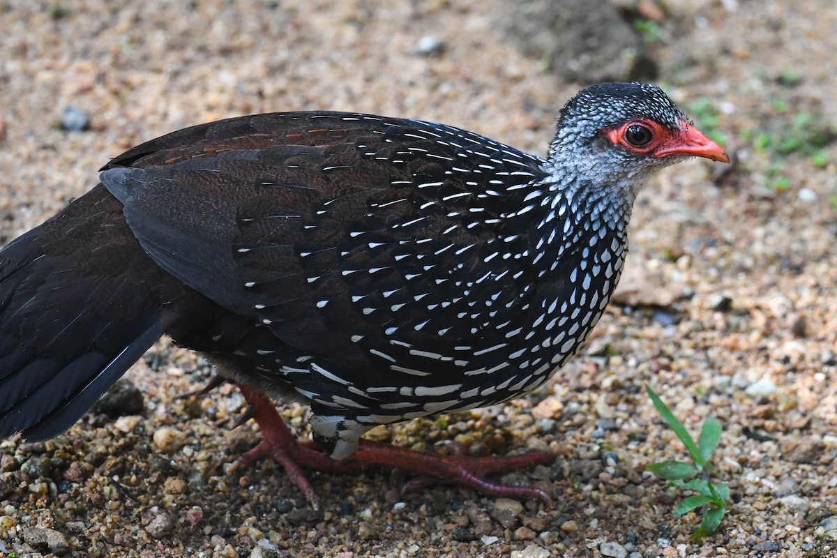 Sri Lanka Spurfowl - ML619941467