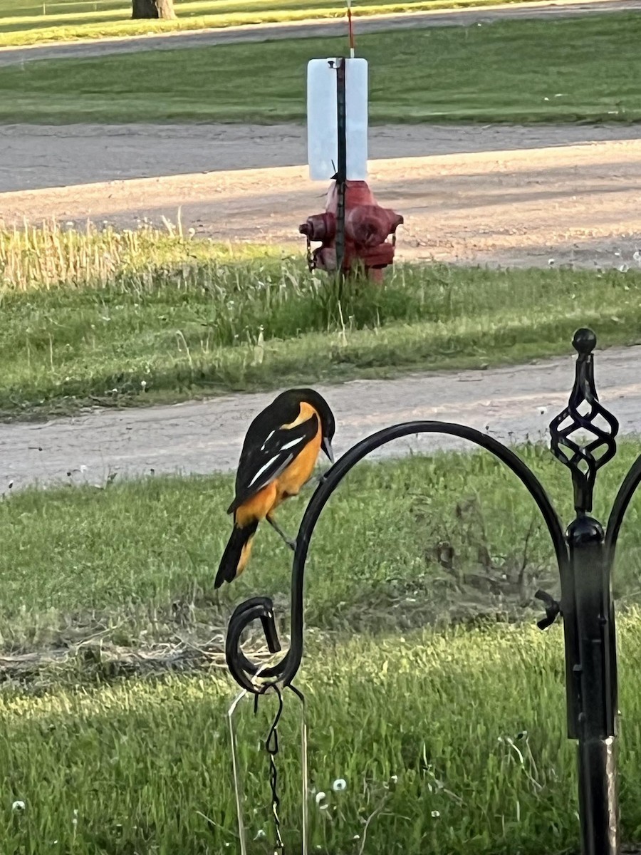 Baltimore Oriole - ML619941473