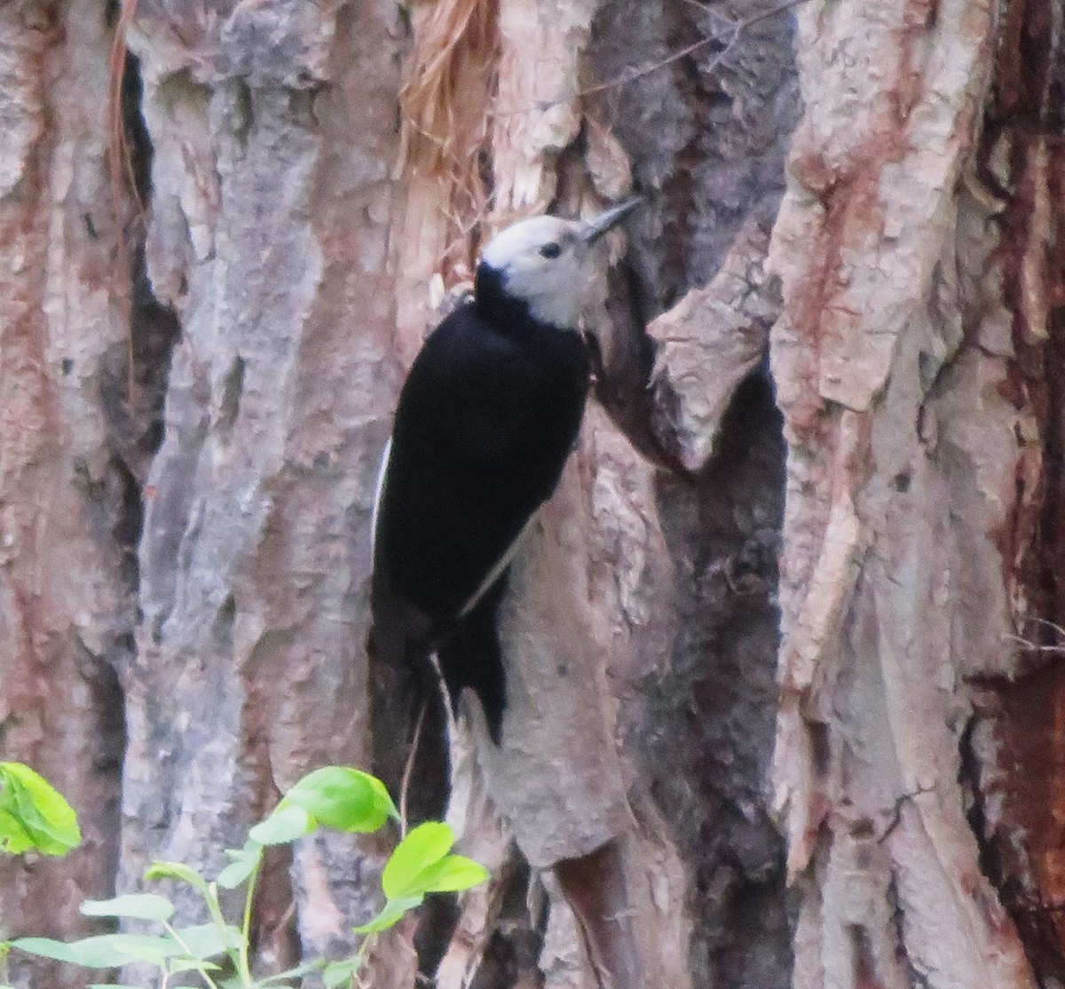 White-headed Woodpecker - ML619941475